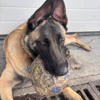 Chien vanille à l’adoption, #0