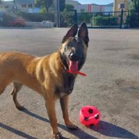 Chien vanille à l’adoption, #5