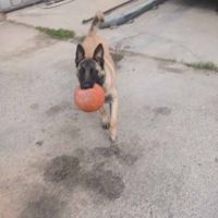 Chien vanille à l’adoption, #6