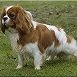 Mâle cavalier king charles à placer pour retraite