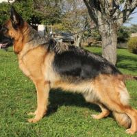 Placement d'une berger allemand pour retraite