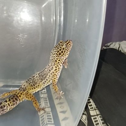 Gecko léopard #1