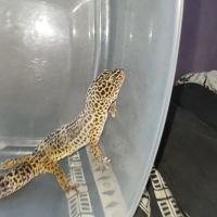 Gecko léopard #1