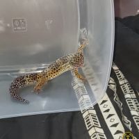 Gecko léopard