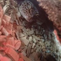 Gecko léopard #3