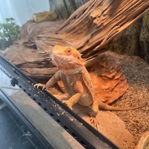 Vente pogona vitticeps bordeaux #0