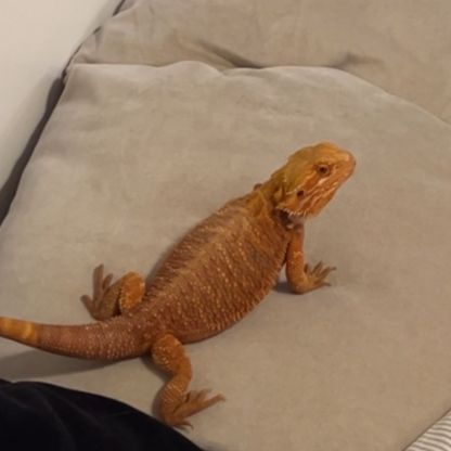 Vente pogona vitticeps bordeaux #2