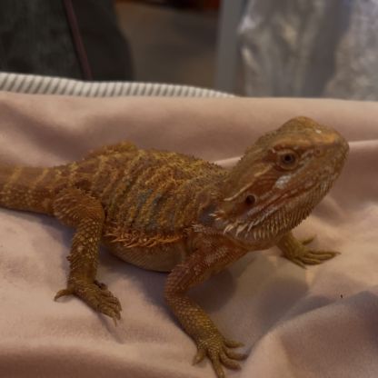 Vente pogona vitticeps bordeaux #3
