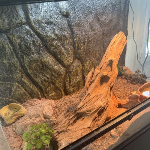 Vente pogona vitticeps bordeaux #4