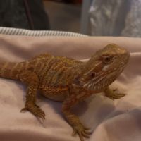 Vente pogona vitticeps bordeaux #3