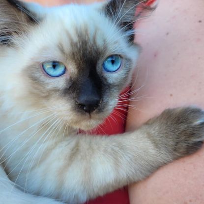 A réserver chatons siberien #2