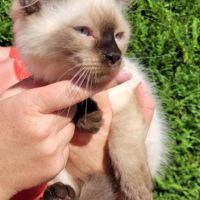 A réserver chatons siberien