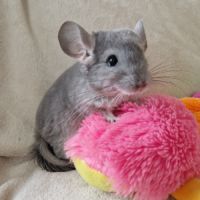 Chinchilla femelle violet ebony bdc #1