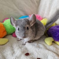 Chinchilla femelle violet ebony bdc