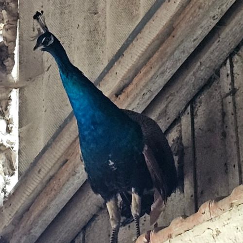 Vend paon bleu mâle #1