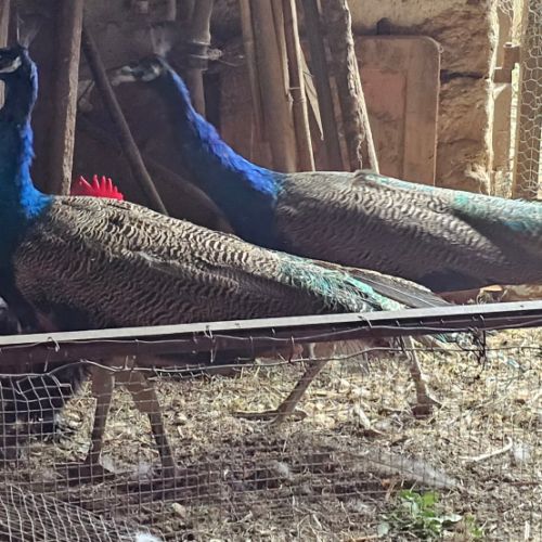 Vend paon bleu mâle #2