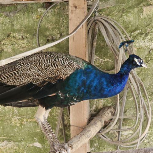 Vend paon bleu mâle #4