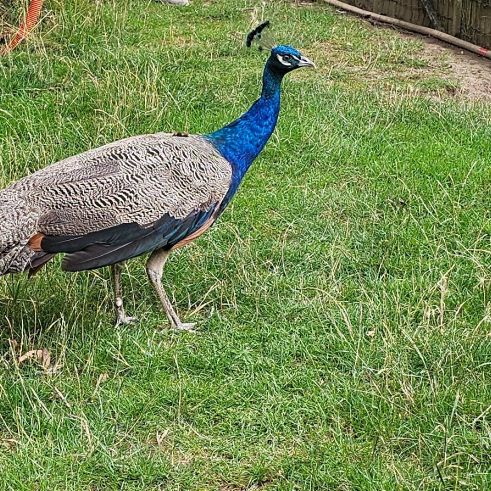Vend paon bleu mâle #0