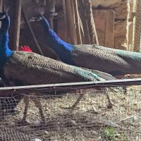 Vend paon bleu mâle #2