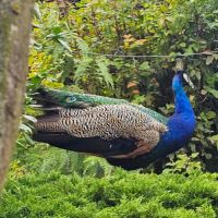 Vend paon bleu mâle #3