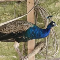 Vend paon bleu mâle #4