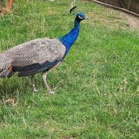 Vend paon bleu mâle