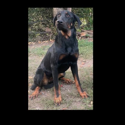 Jeune chienne beauceronne #0
