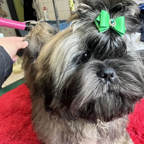 Magnifique chiot shih tzu de couleur rare #3