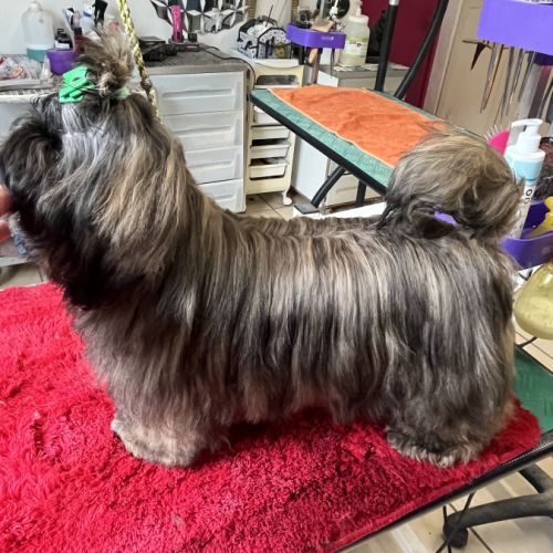 Magnifique chiot shih tzu de couleur rare #6