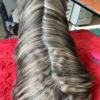 Magnifique chiot shih tzu de couleur rare #1