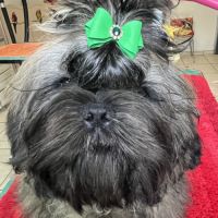 Magnifique chiot shih tzu de couleur rare