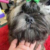 Magnifique chiot shih tzu de couleur rare #4