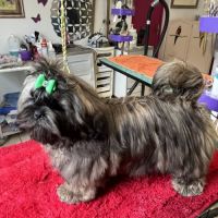 Magnifique chiot shih tzu de couleur rare #5