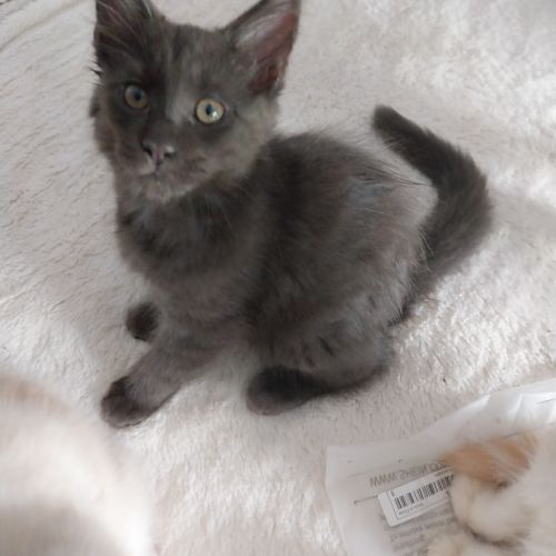 Adorables chatons maine coon loof #1