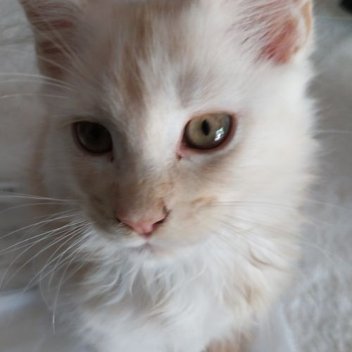 Adorables chatons maine coon loof #0