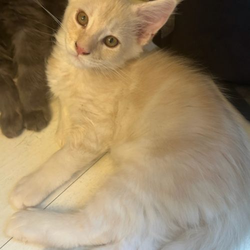 Adorables chatons maine coon loof #3