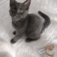 Adorables chatons maine coon loof #1