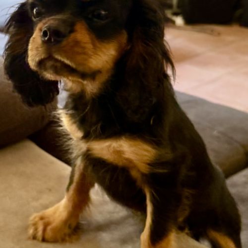 Chiot noir feu mâle disponible #3