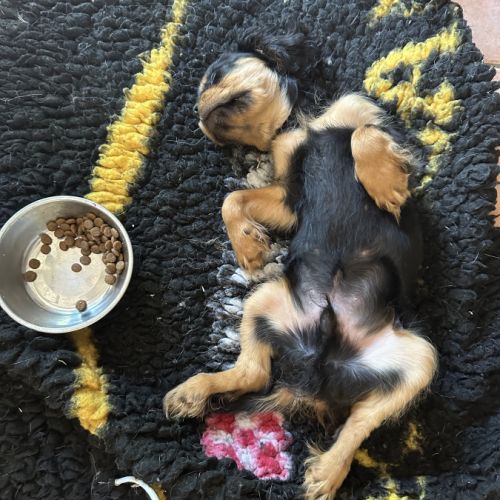 Chiot noir feu mâle disponible #5