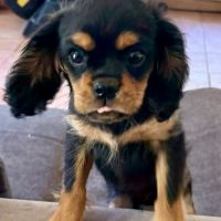 Chiot noir feu mâle disponible #0