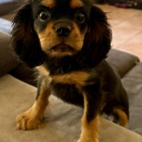 Chiot noir feu mâle disponible #2