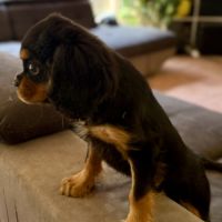 Chiot noir feu mâle disponible #4