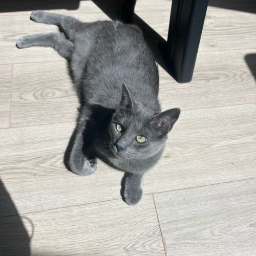 Chatte grise type européen