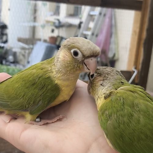 Conure pyrruhra eam (lire attentivement la descrp) #0