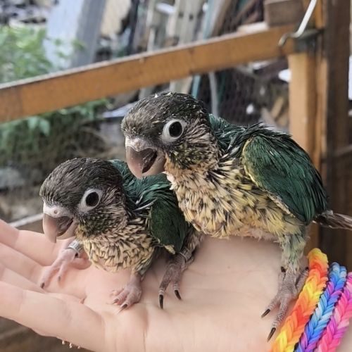 Conure pyrruhra eam (lire attentivement la descrp) #2