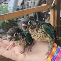 Conure pyrruhra eam (lire attentivement la descrp) #2