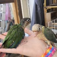 Conure pyrruhra eam (lire attentivement la descrp) #3