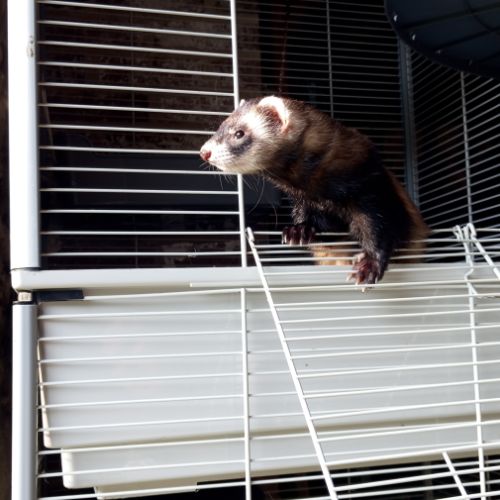 Furette de compagnie #2