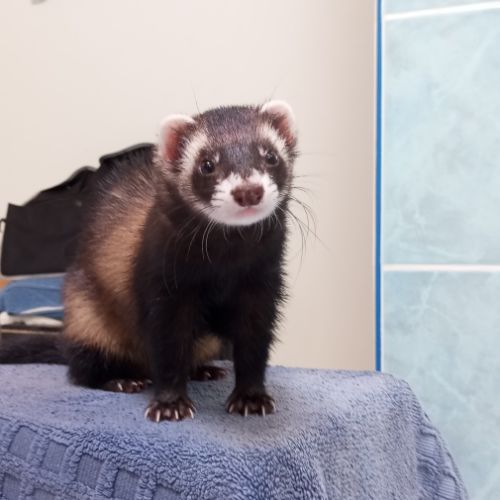 Furette de compagnie #4