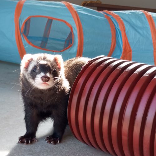 Furette de compagnie